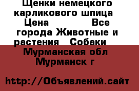 Щенки немецкого карликового шпица › Цена ­ 20 000 - Все города Животные и растения » Собаки   . Мурманская обл.,Мурманск г.